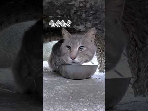 もぐもぐタイムにお邪魔しました…😸(YouTube)