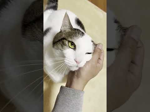 名前呼んでから出てくるの早くない？ #ひのき猫 #cat #猫 #大福にゃん #豆大福(YouTube)