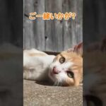 可愛い仔猫に囲まれて幸せ！(YouTube)