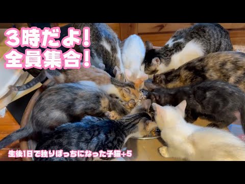 3時だよ！全員集合!!!　生後1日で独りぼっちになった子猫+52023 11 10 2(YouTube)