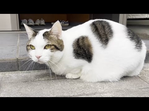 寒い日の散歩から帰るとホットカーペットで温まる真ん丸な猫(YouTube)