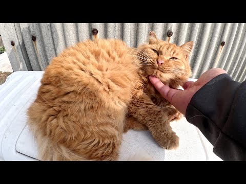 長毛茶トラ猫の毛繕いを手伝ったら、上機嫌でモフらせてくれた(YouTube)