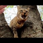 軽快な身のこなしで木登りを披露してくれるサビ猫(YouTube)