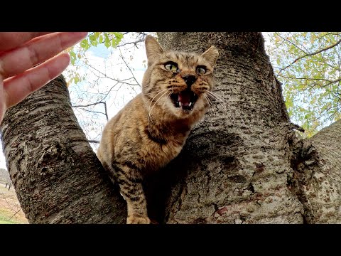軽快な身のこなしで木登りを披露してくれるサビ猫(YouTube)