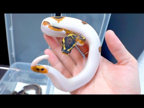 凶暴すぎる赤ちゃんが爆誕しました(YouTube)
