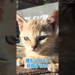 かっこいいよりも可愛いが勝ってしまう仔猫(YouTube)