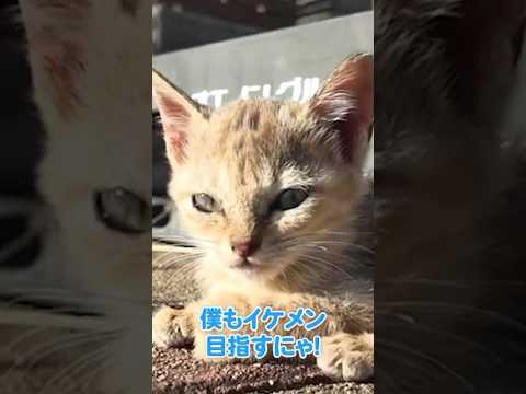 かっこいいよりも可愛いが勝ってしまう仔猫(YouTube)