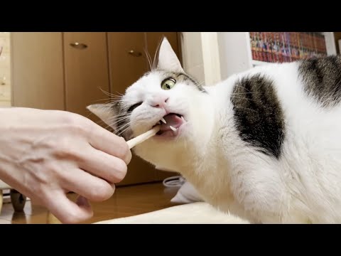 カミカミ、クチャクチャ、ペッをしながらデンタルケアをする猫(YouTube)