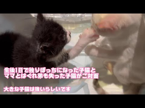 生後1日で独りぼっちになった子猫とママとはぐれ弟も失った子猫が初顔合わせしたらどうなったか  【2023 11 17-1】(YouTube)