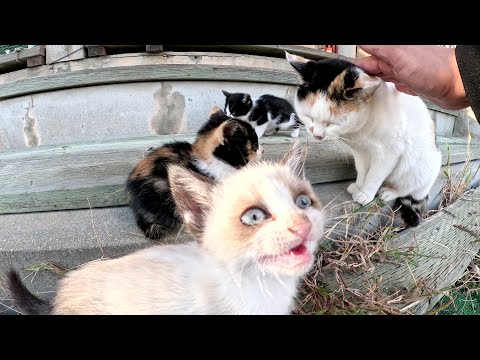 人懐っこい三毛猫ママが可愛い子猫達に会わせてくれた(YouTube)