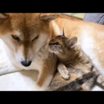 子猫が家族になって2か月が経ちました(YouTube)