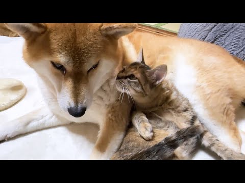 子猫が家族になって2か月が経ちました(YouTube)