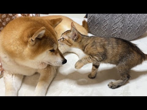 性格の違う子猫姉妹の柴犬の接し方が可愛すぎます(YouTube)