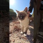 シャム猫が脚をフミフミして甘えてきた #cat #feralcat #野良猫(YouTube)
