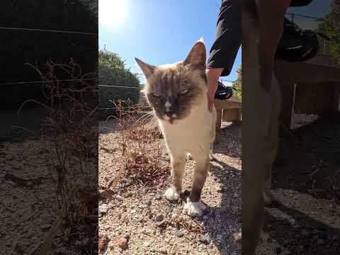シャム猫が脚をフミフミして甘えてきた #cat #feralcat #野良猫(YouTube)
