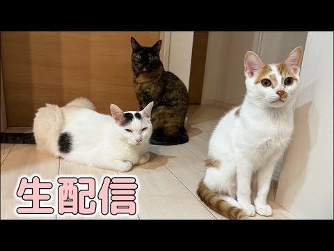 おやつ&まぐろ🐟生配信！！(YouTube)
