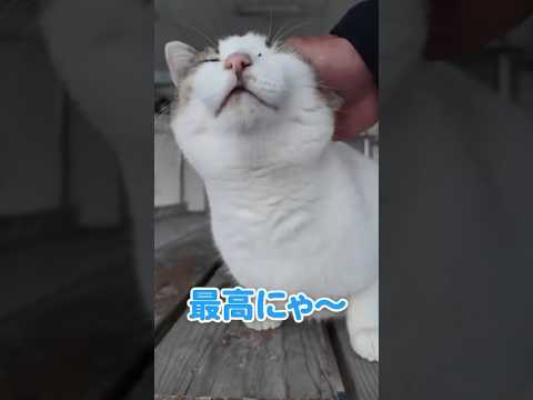 幸せそうな猫が尊い(YouTube)