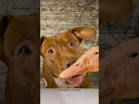 閲覧注意⚠️アヒルの頭を豪快に食べるピットブル(YouTube)