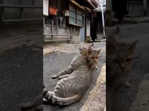 仲良し猫ちゃんのところに案内してくれた🐱♪(YouTube)