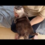 突撃しに来た赤ちゃんにプニプニなカワウソを触らせてあげた I let the baby who came to assault me touch the pudgy otter.(YouTube)