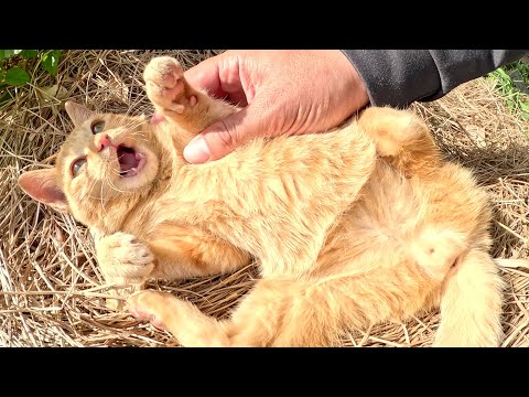 中猫へと成長中の子猫をモフりまくって人間に馴れさせる(YouTube)