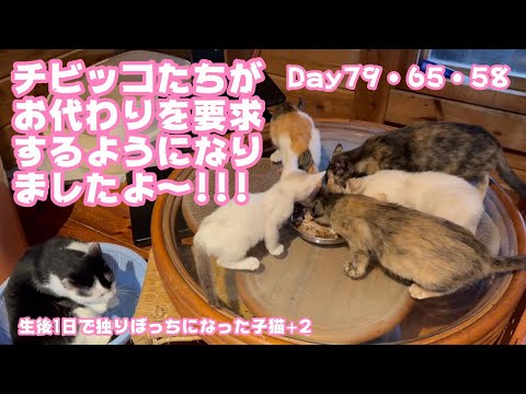 お代わりを要求するよになった子猫達 生後1日で独りぼっちになった子猫+2 Day79・65・59  【2023 11 05-1 】(YouTube)