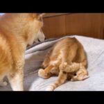 柴犬の優しさに触れ、色んな感情が見たことのない動きになった茶トラ猫(YouTube)