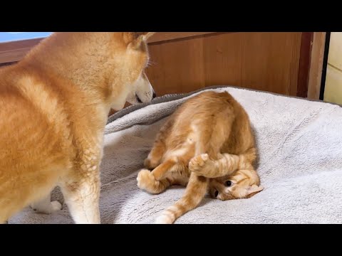 柴犬の優しさに触れ、色んな感情が見たことのない動きになった茶トラ猫(YouTube)