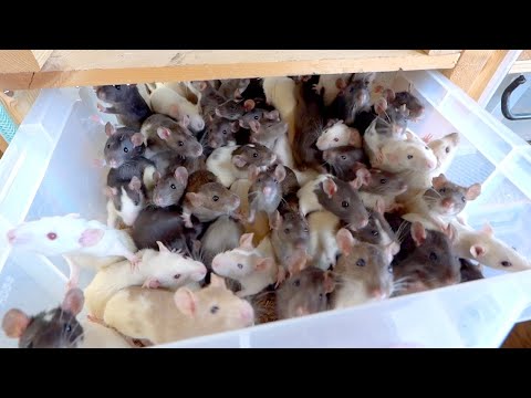 大繁殖しているラットのヤバさをお見せします(YouTube)