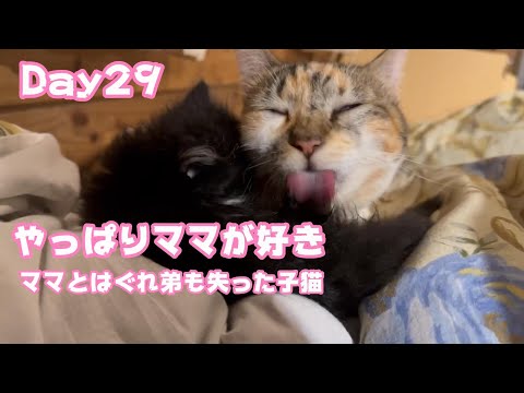 やっぱりママが好き  ママとはぐれ弟も失った子猫 Day29【2023 11 09-1】(YouTube)