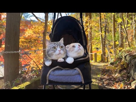 初めて猫たちと一緒に紅葉を見に行ったら絶景すぎてこうなりました…(YouTube)