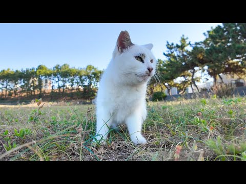 海辺で会った野良猫、何か喋りながら歩いていたと思ったら虫を見つけて急に飛びかかる(YouTube)