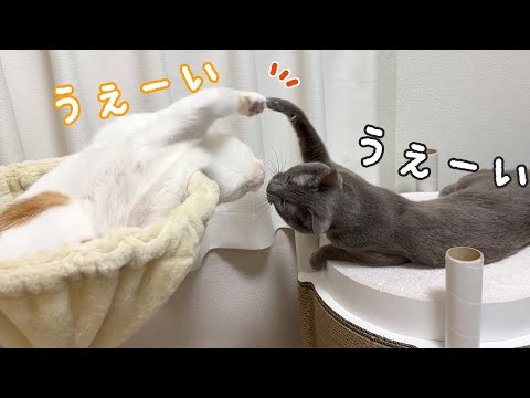 仲が良さそうに見えるけど仲悪い猫たち(YouTube)