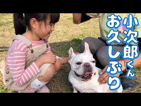 世界一可愛い💕フレブル小次郎くん里帰り(YouTube)