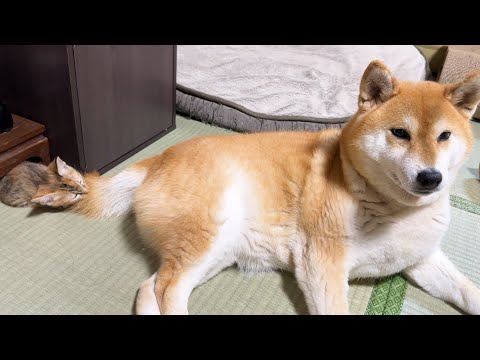 子猫と柴犬と先輩猫とっても嬉しいことがありました！(YouTube)
