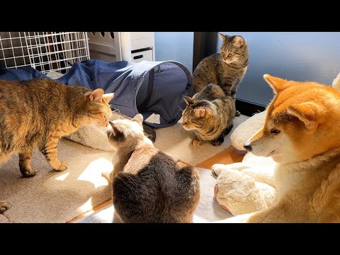 大お姉ちゃん猫に一目置かれる「お姫様猫」の1日。(YouTube)