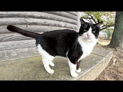 マイペースなハチワレ猫が小屋にお出かけするも、すぐに帰宅する(YouTube)
