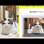猫の表情で痛みの有無が判定できるAIアプリを試してみました(YouTube)