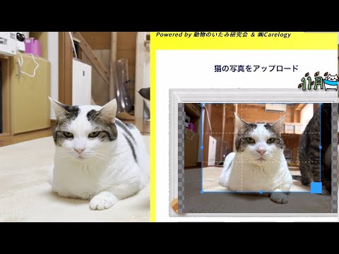 猫の表情で痛みの有無が判定できるAIアプリを試してみました(YouTube)