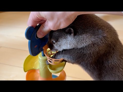 玉で遊ぶおもちゃなのに違う使い方をしてしまう面白カワウソ An otter uses a toy that plays with balls in a different way.(YouTube)