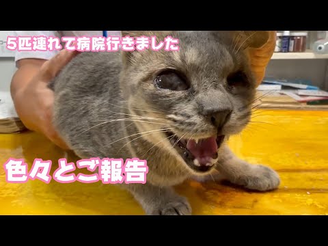 2023 11 06 2  5匹連れて病院へ行きました 色々とご報告です(YouTube)
