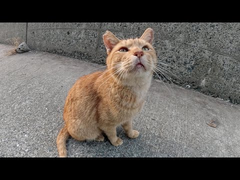 上目遣いで甘えてくる茶トラ猫をモフったら喉をゴロゴロと鳴らして喜んだ(YouTube)