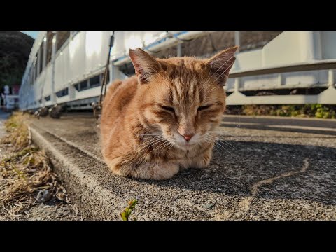 港の猫ちゃん達、午後のお昼寝の時間です(YouTube)