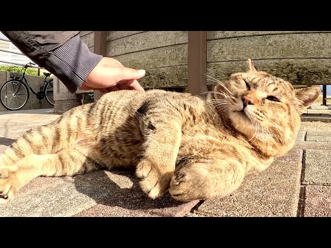 顔がデカいボス猫をモフろうとしたら、子分のチビ猫が甘えてきた(YouTube)