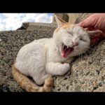 テトラポットでくつろぐ茶シロ猫をモフると、背後からキジトラ猫が文句を言ってきた(YouTube)