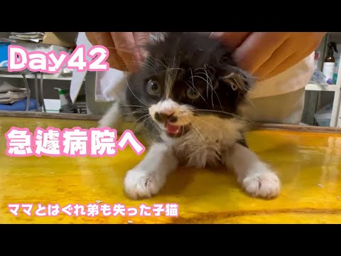 急遽病院へ連れて行きました  ママとはぐれ弟も失った子猫 Day42 【2023 11 22-1 】(YouTube)
