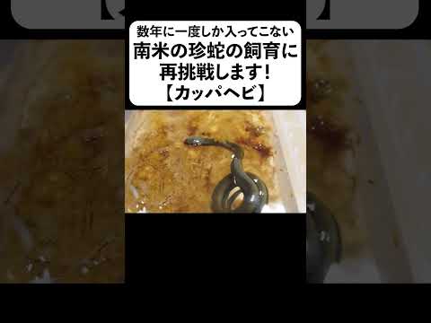数年に一度しか入ってこない南米の珍蛇の飼育に再挑戦します【カッパヘビ】(YouTube)