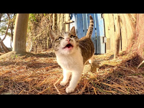 メチャクチャ可愛い鳴き声で一生懸命お話しする子猫ちゃん(YouTube)