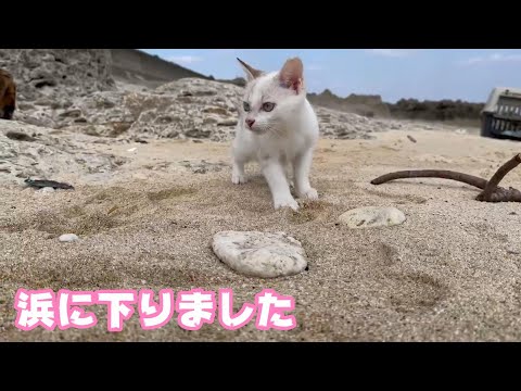 浜に下りたよ あと4日  生後1日で独りぼっちになった子猫 day105　【2023 11 28-2 】(YouTube)
