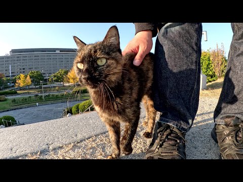 サビ猫が足にスリスリして「展望台に登ろうよ！」と誘ってきた(YouTube)